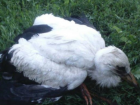 Сотрудники молдавского МЧС спасли аистенка, выпавшего из гнезда