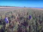 Огромную плантацию конопли, замаскированную под кукурузное поле, показали на видео 