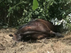 Ужасной смертью погибла лошадь в парке Валя Морилор