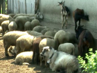 Бунт жителей села в Кантемирском районе вызвали вонючие овцы пенсионеров