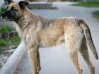В Каушанах бродячие собаки терроризируют население