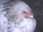 «Кур и гусей массово жгут на кострах»: эпидемия птичьей холеры идет по Оргеевскому району