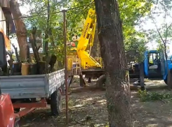 Если в Бельцах дерево мешает денежному мешку, его надо спилить