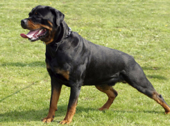 Подросток отбирает у людей телефоны, используя ротвейлера