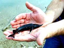 Украина решила совместно с Молдовой срочно спасти реку Днестр