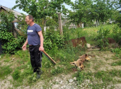 В Хынчештах представитель мужского пола избивал собаку под одобрительное гоготание членов своей семьи