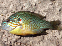 Красивую рыбу-убийцу обнаружили в украинских реках