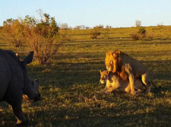 Нападение разъяренного носорога на занимающихся сексом львов попало на видео