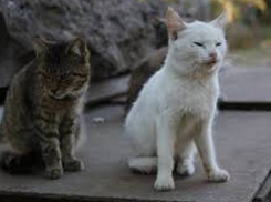 Скандал из-за любительницы кошек разгорелся в кишиневском дворе