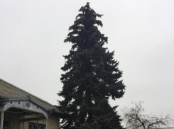 Кишиневские власти определились с ёлкой для главной площади столицы