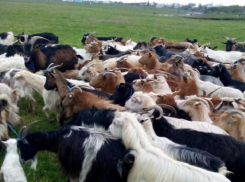 В Гагаузии ударом молнии убило более 30 коз