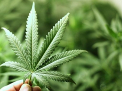 Десятки кустов на полмиллиона: полиция задержала человека, который выращивал коноплю