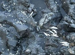 Сотни рыб выбросились на берег и погибли под Теленештами