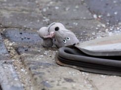 В Басарабяском районе нетрезвый водитель сбил насмерть ребенка
