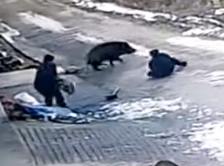 Схватка с кабаном-убийцей попала на видео: мужчина погиб, женщина в реанимации 