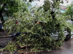 Из-за ветра в Кишиневе деревья падают, давя машины и людей