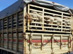 Грузовик с овцами застрял на молдавско-румынской границе 