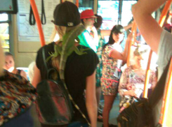 Девушка с огромной игуаной в троллейбусе Кишинева шокировала пассажиров и насмешила соцсети