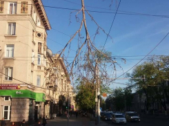 На центральных улицах Кишинева над головами прохожих висят огромные ветки