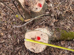 В Молдове продолжают «тырить» древесину