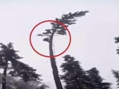 В Леова засняли «молдавского Тарзана», спилившего елку, на которой сидел