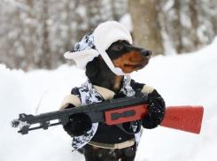 Собака застрелила из ружья на охоте своего хозяина