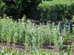 71-летнему жителю Фалештского района грозит шесть лет тюрьмы за культивирование мака 