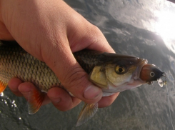 Запрет на ловлю рыбы ввели на всех крупнейших водных объектах Молдовы