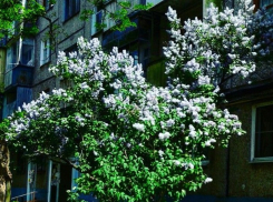 В среду на Молдову обрушится сильный ветер 