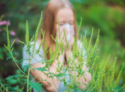 В борьбе с аллергией побеждает амброзия: зловредное растение прекрасно чувствует себя в Кишиневе