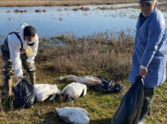 50 мертвых лебедей обнаружили во Флорештском районе