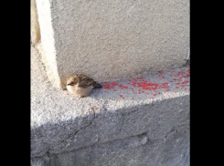 Дрокиевские живодеры принялись уничтожать воробьев