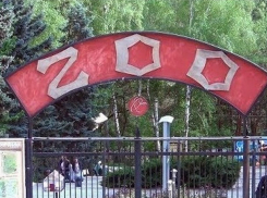 Медведи из кишиневского зоопарка готовятся к зимней спячке