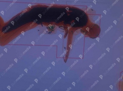 Иностранец решил покувыркаться в багажном сканере в кишиневском аэропорту