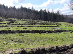 Десятки деревьев незаконно спилили в Тараклии
