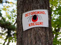 В Молдове активизировались клещи: отмечено три случая заболевания Лайма 