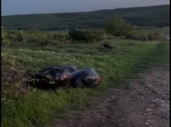 Отец зарезал сына, а потом поджег их дом