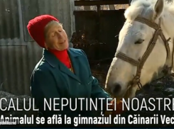 Душещипательная история одной молдавской лошадки из Сорокского района