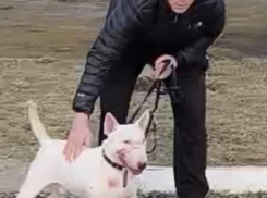 Жестокость в Бельцах: хозяин спустил бойцовскую собаку на дворового пса