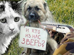 Шокирующий случай: в Бельцах бездомной кошке выкололи глаза и прокололи язык (18+)