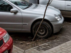 Бессердечные водители примяли молодое деревце на бульваре Штефана чел Маре