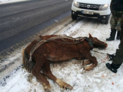 От властей Молдовы просят введения уголовного наказания за издевательство над животными