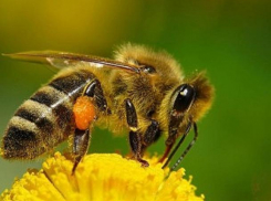 В Молдове 20 мая будет отмечаться День пчел