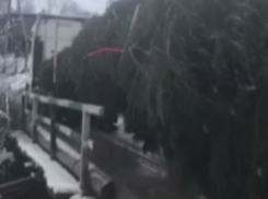 Надругательства мужчин над украинской ёлкой, ехавшей в Кишинев, попали на видео