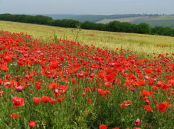 В воскресенье в Молдове температура поднимется до +30°C 