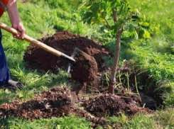 В столице начинается кампания по высадке деревьев