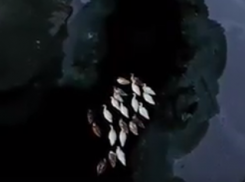 Стаю лебедей засняли с дрона на Гидигичском водохранилище