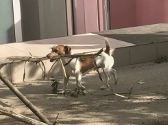 В «генеральной уборке» в Кишиневе участвуют даже собаки