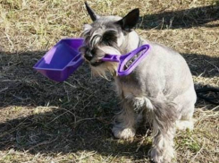 Владельцев собак хотят обязать убирать экскременты питомцев во время прогулки в Кишиневе