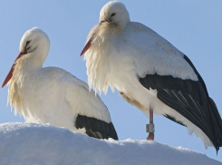 Прилетевшие с зимовки аисты оказались на грани гибели из-за морозов в Яловенском районе